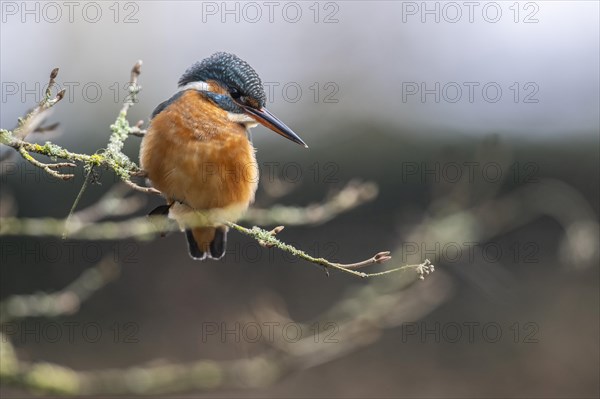 Common kingfisher