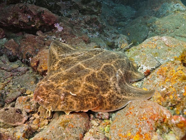 Resting angel shark