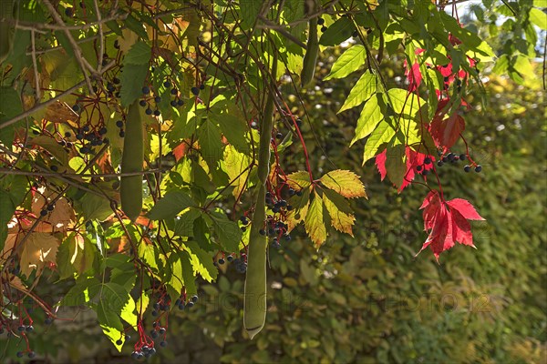 Autumn leaves of wild grape and seed pods of wisterias