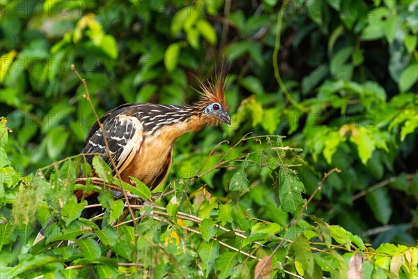 Hoatzin