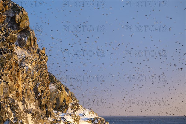 Flock of birds