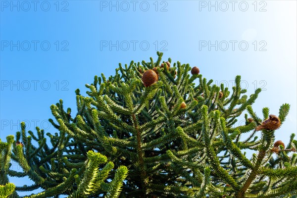 Beautiful Snake Pine or Monkey Tree with Cone