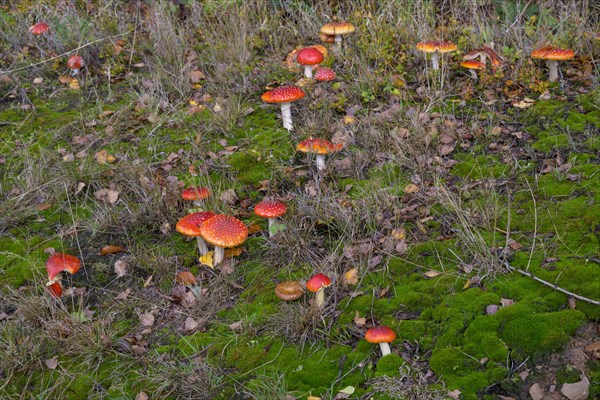 Fly agarics