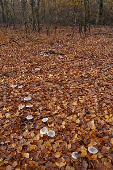 Witch ring with fog caps