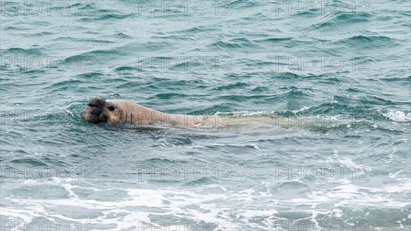 Southern elephant seal