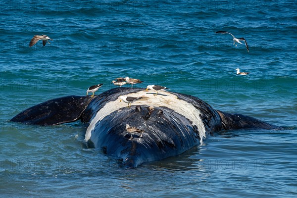 Southern right whale