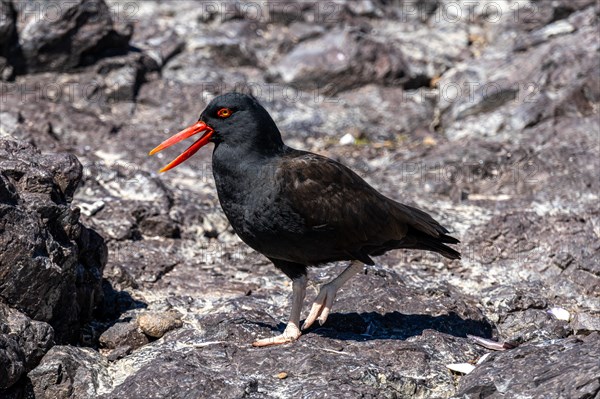 Black oystercatcher