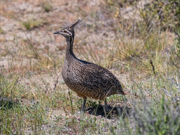 Elegant crested tinamou