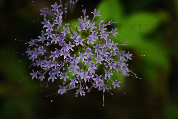 Close-up of a sunlit widow's-widow flower Trachelium caeruleum L. with out-of-focus background