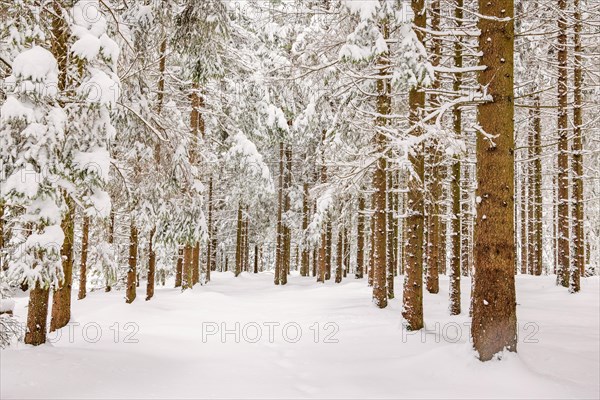Spruce tree trunks in a forest with deep snow and frost on a cold winter day