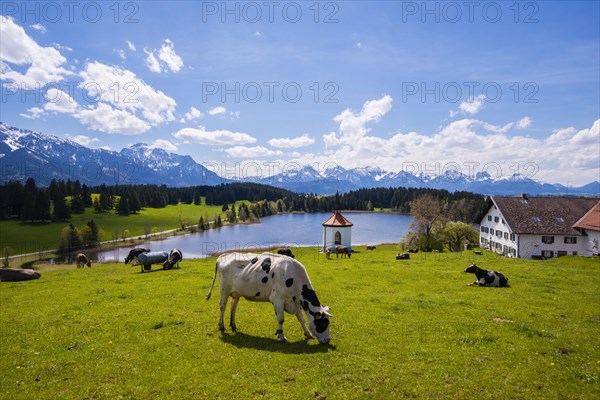 Cows on the pasture