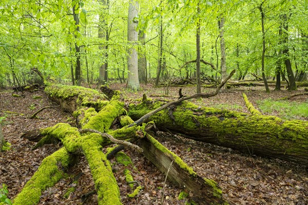 Near-natural deciduous forest