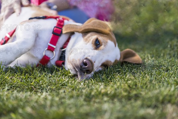 Tired Beagle dog lyiing on lawn while wearing a red harness