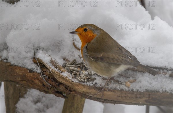 European robin