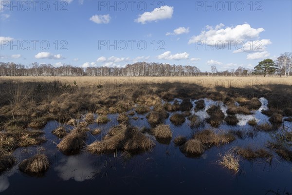 Water reflection from the blue sky on the wet meadows in the Professormoor in the Duvenstedter Brook nature reserve