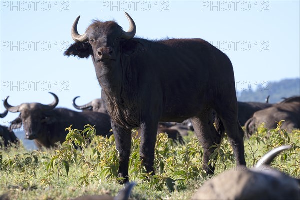 Cape buffalo