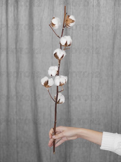 Close up woman holding branch with cotton flowers