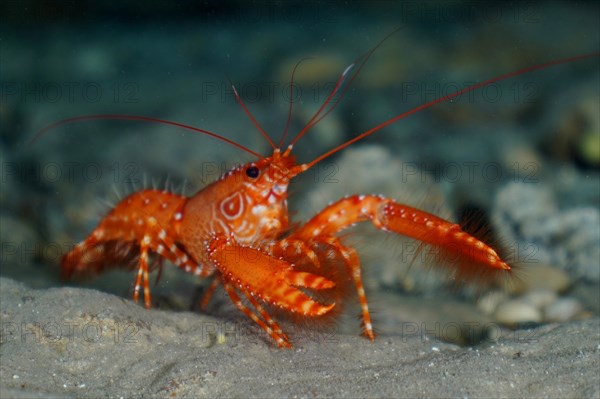 Red Atlantic reef lobster