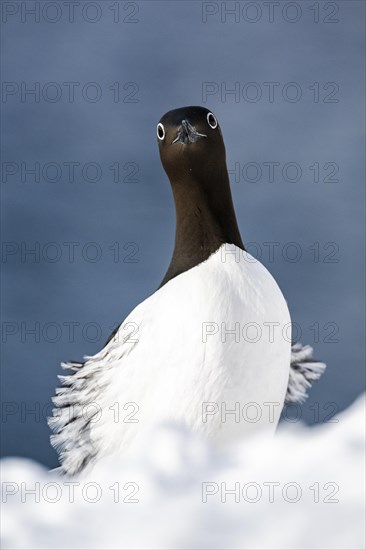 Common guillemot