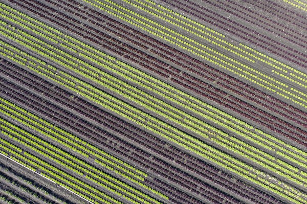 Diagonal rows of lettuce in the Seeland vegetable growing area