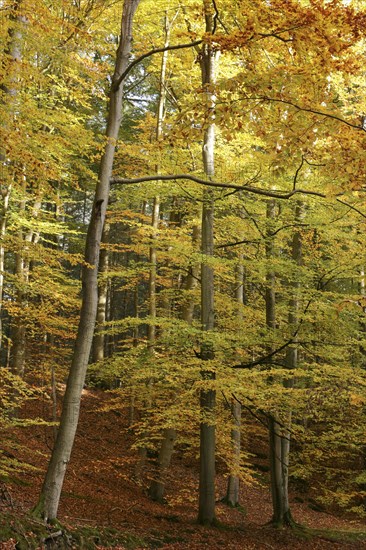 A beech forest with autumnal foliage colouring. Germany