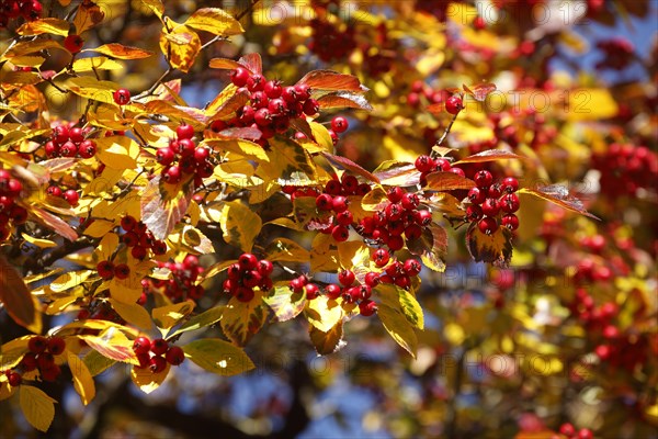 European rowan