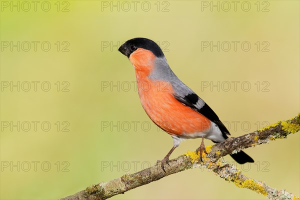 Eurasian bullfinch