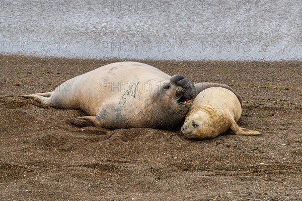 Southern elephant seals