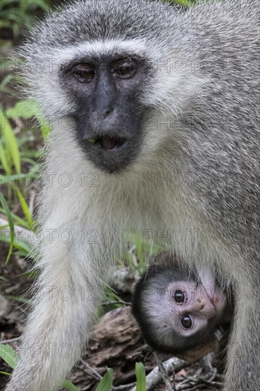 Southern vervet monkey