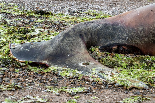 Southern right whale