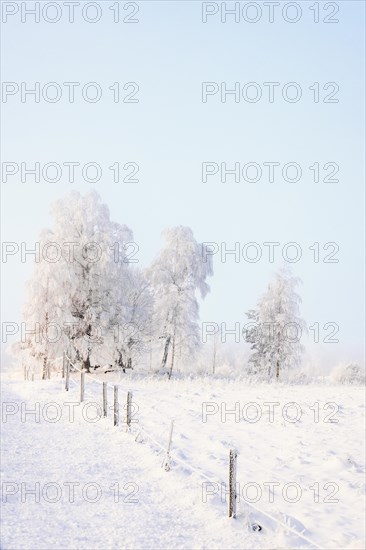 Frosty fence and trees on a hill at the countryside at a cold winter day