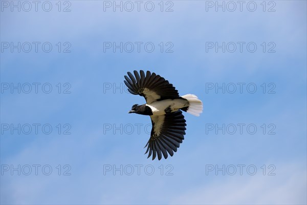 Curl-crested Jay