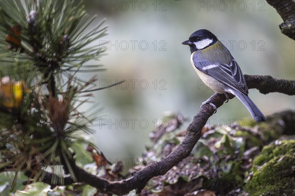 Great Tit