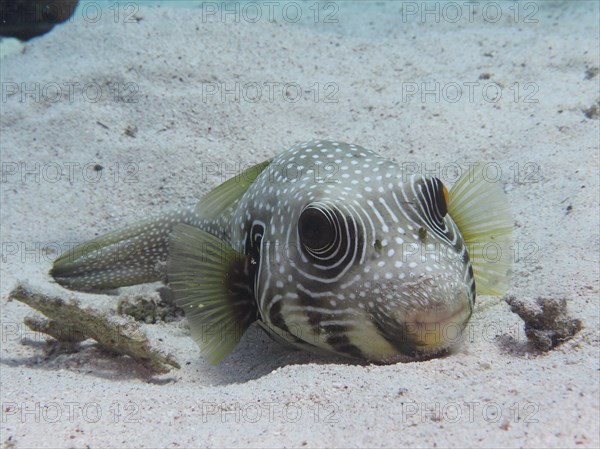 A white-spotted puffer