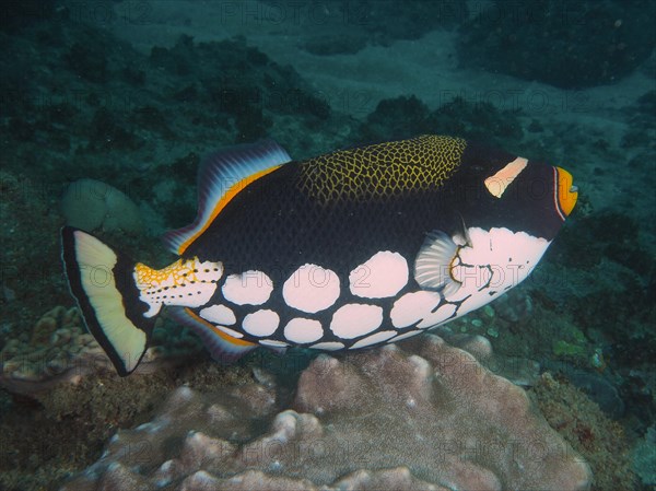 Clown triggerfish