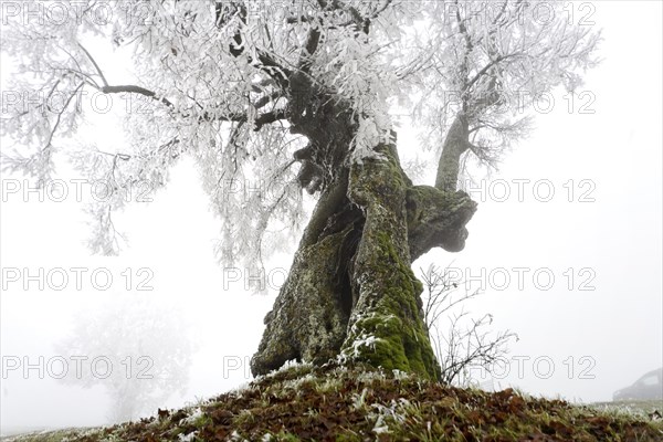 Hoarfrost