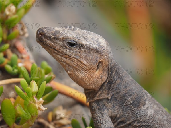 Gran Canaria giant lizard