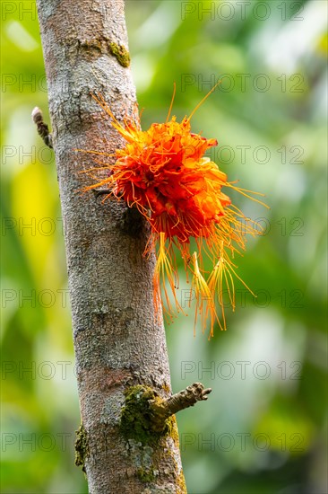 Brownea macrophylla