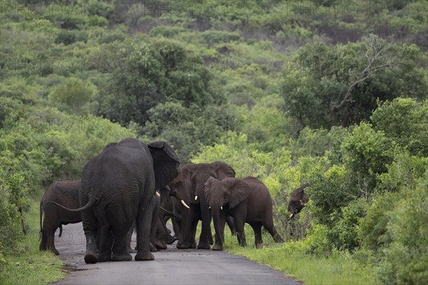 African elephant