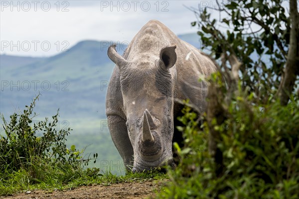 White rhinoceros