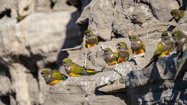 Rock parakeets