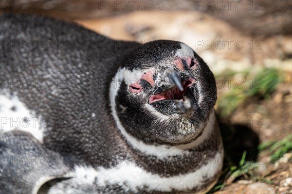 Magellanic penguin