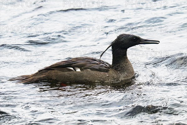 Brazilian merganser