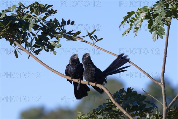 Smooth-billed Ani