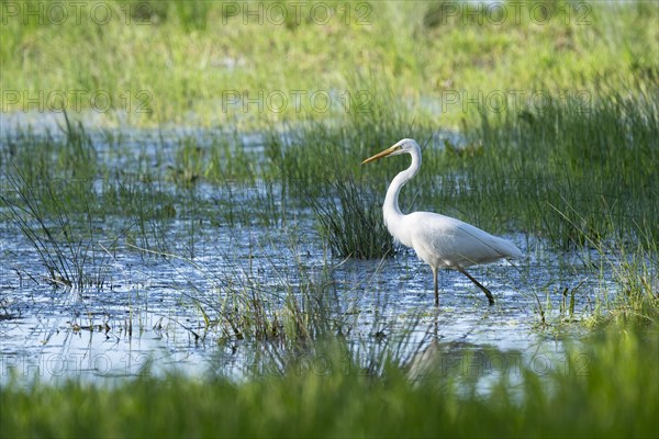 Great egret