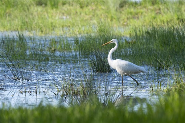 Great egret