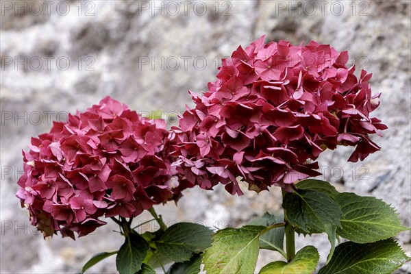 Red hydrangea