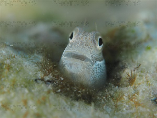 A tiny blue-bellied combfish