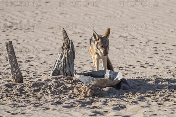 Black-backed jackal