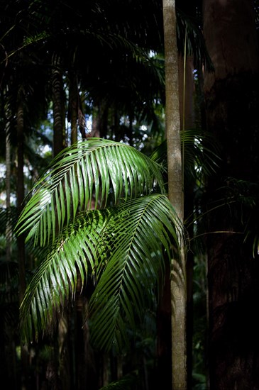 Play of light on palm leaves